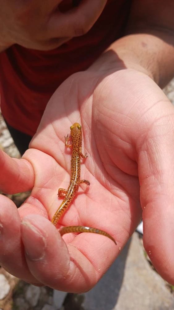 Vibrant Long tail salamander (name does not do it justice one bit)
