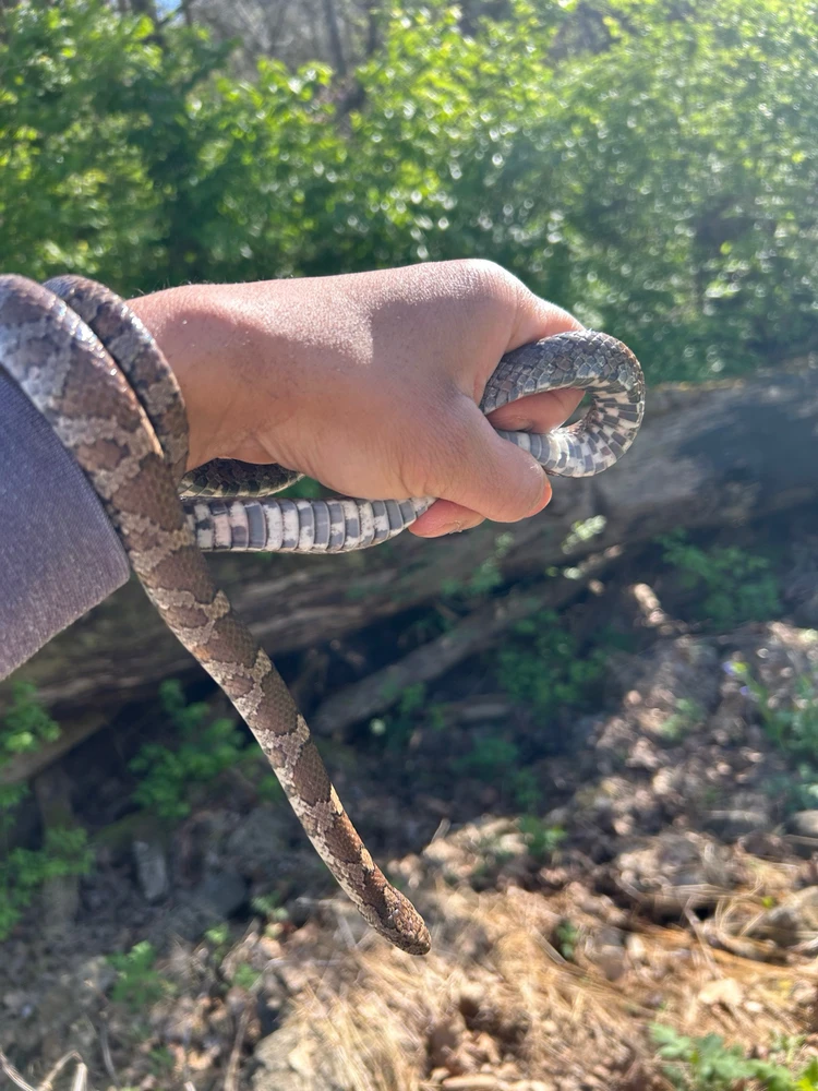 Wild-type eastern milksnake 
