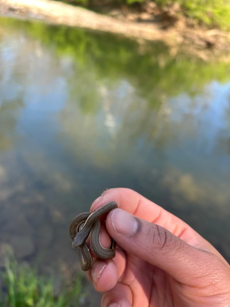 Queensnake (They were everywhere!)