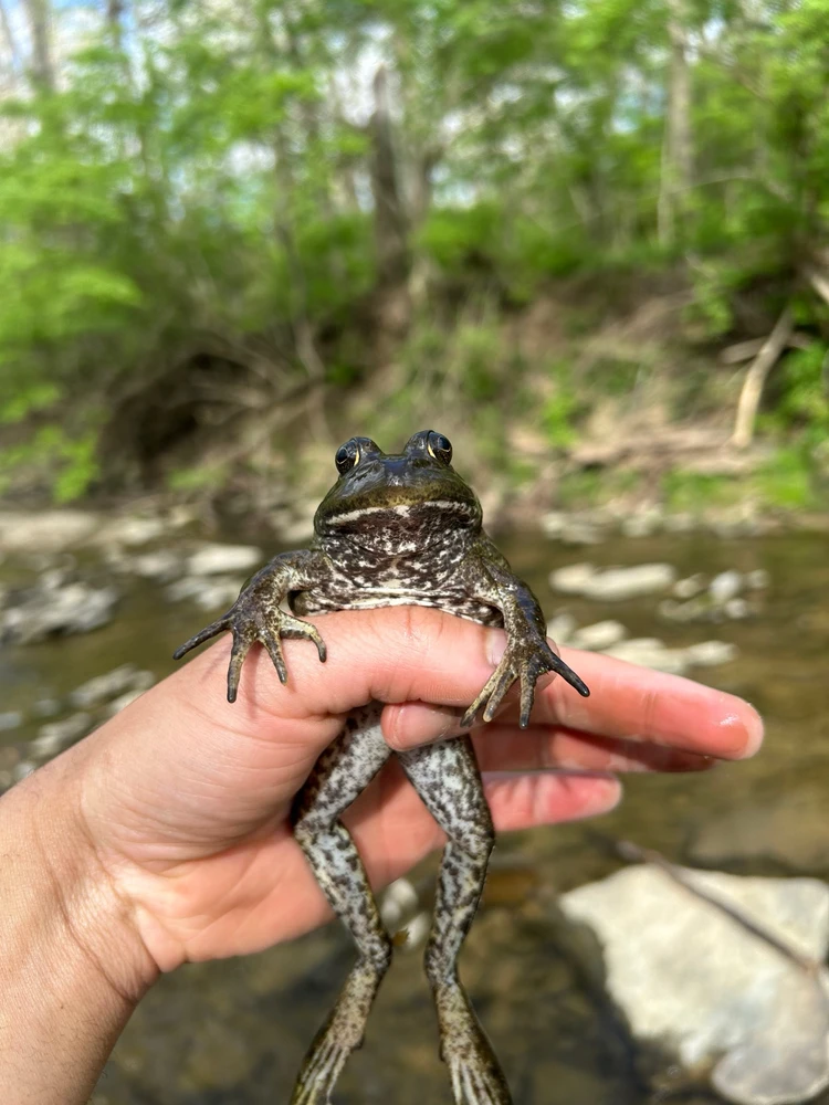 Poor American Bullfrog