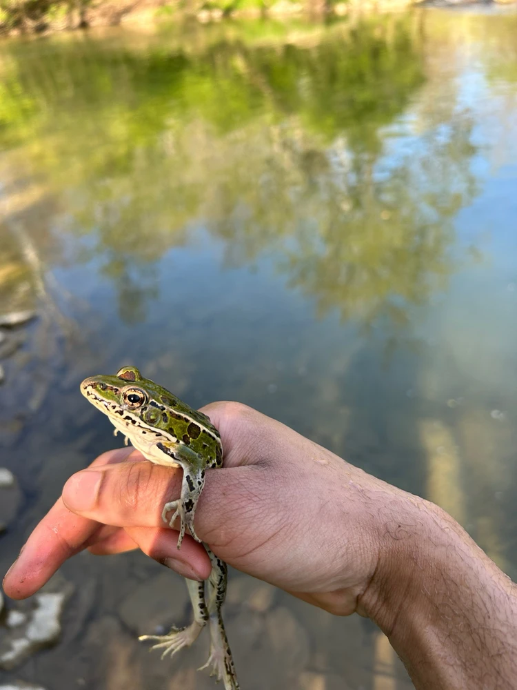Just a Leopard Frog