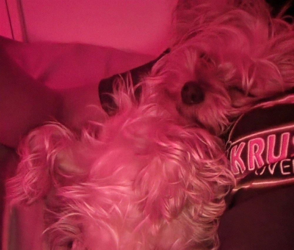 GIF uploaded by 《🌹.::Lenöré::.🌹》