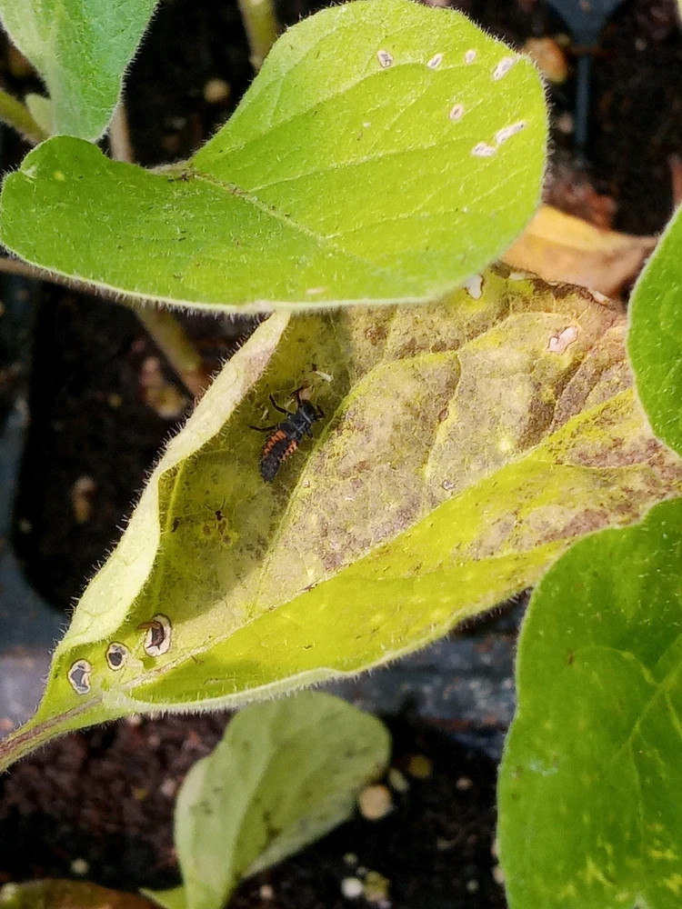 Image uploaded by Brooke