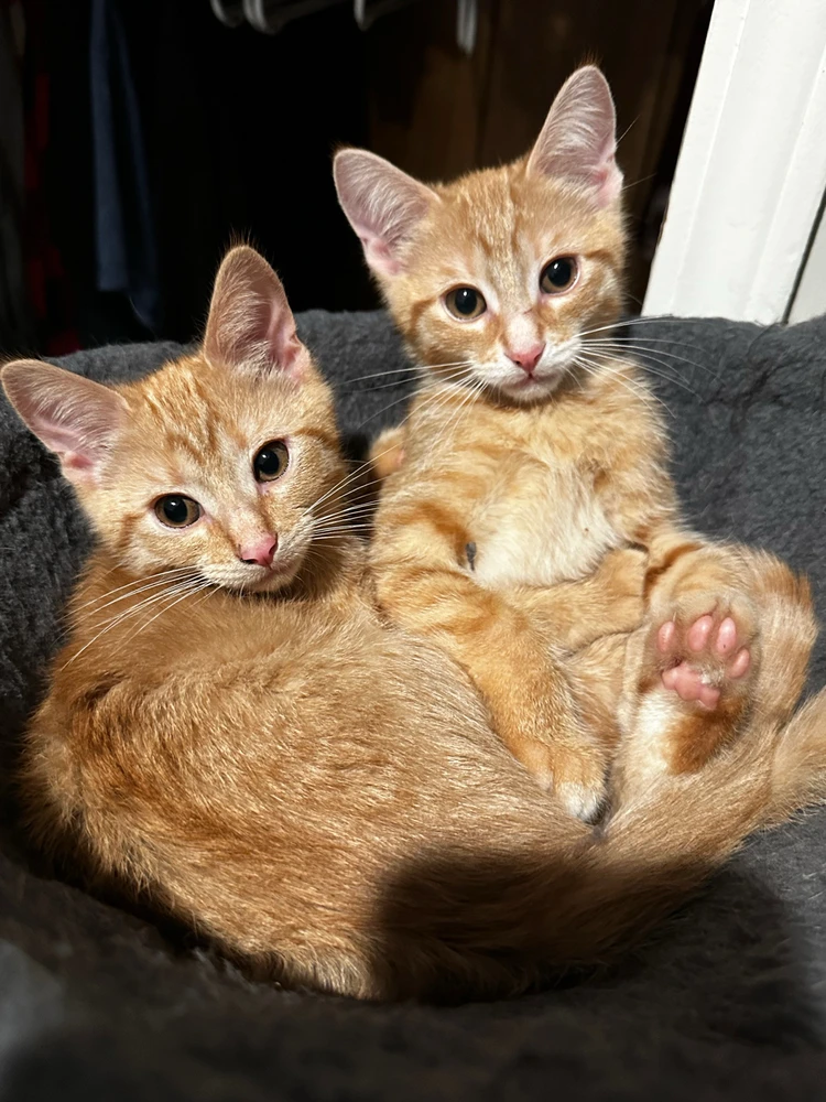 GIF diunggah dening Emily