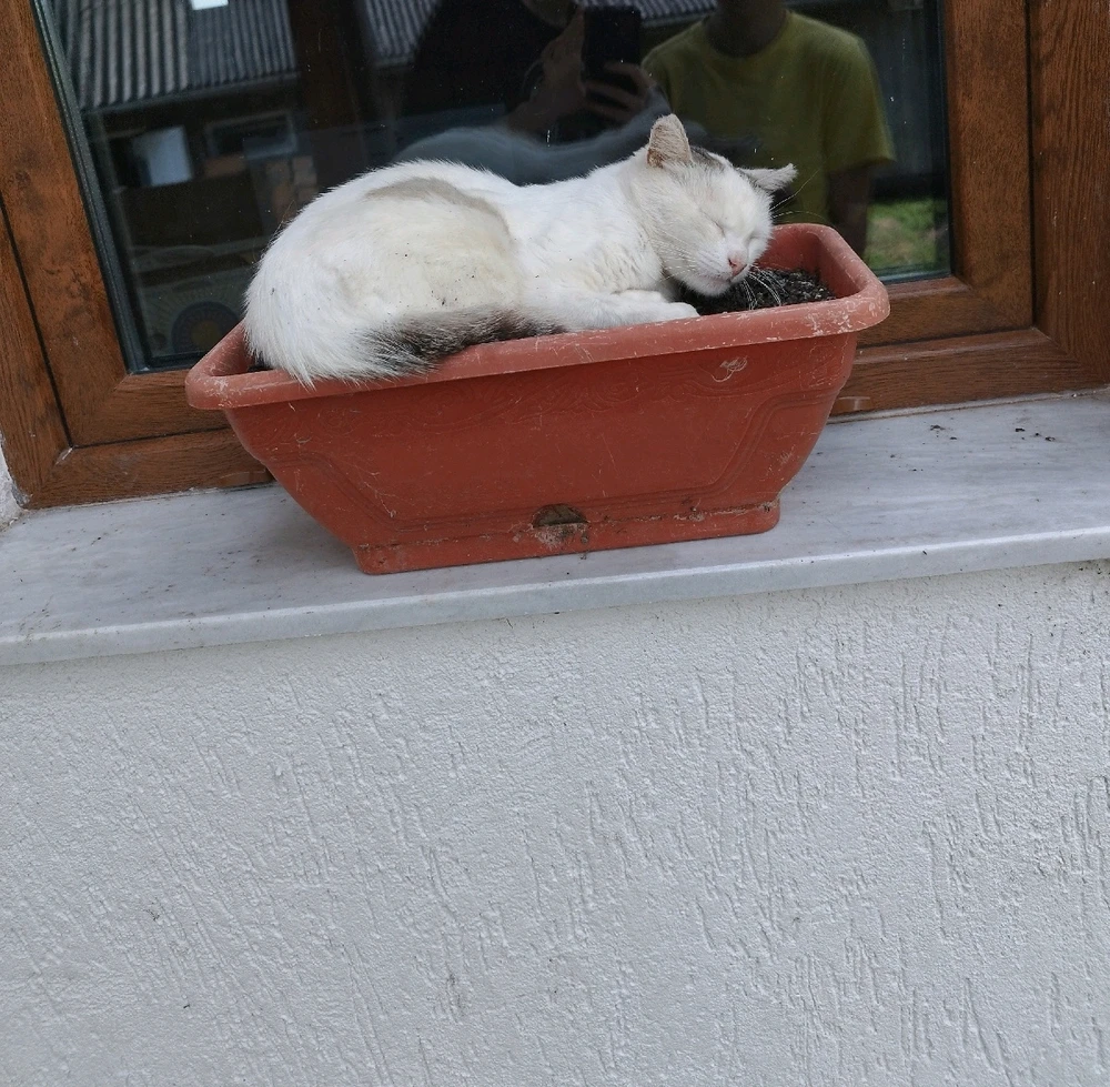 GIF încărcat de Ionuț