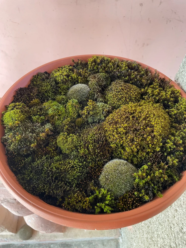 Гіфку завантажив Анастасія