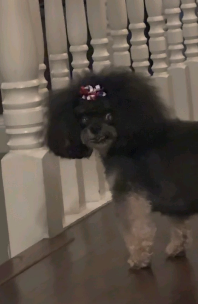 Phoebe上传的GIF