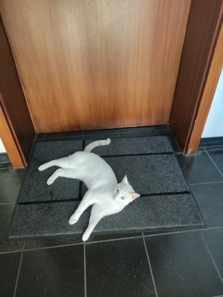 GIF hochgeladen von Jan