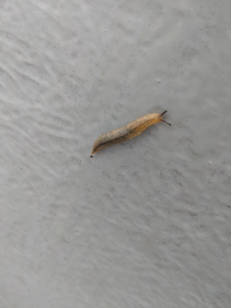 まんじゅがアップロードしたGIF