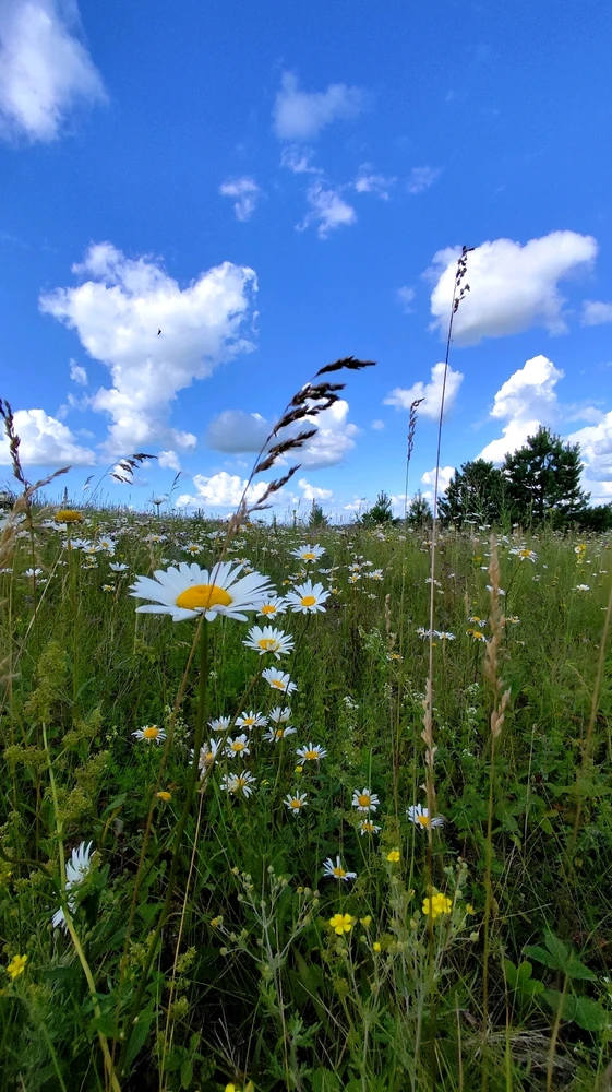 Image uploaded by Альбина