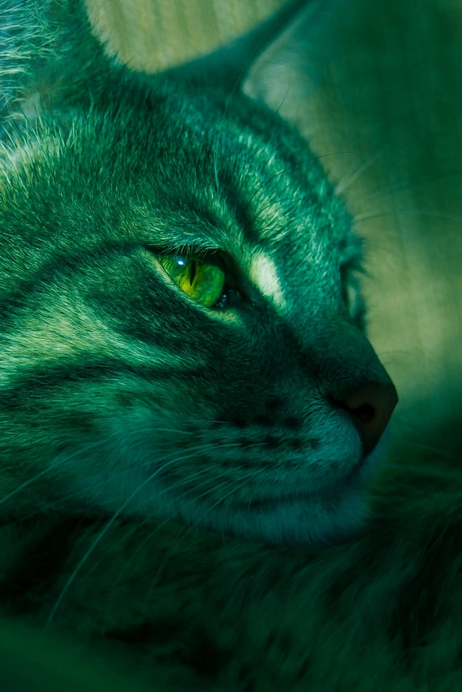 GIF otpremio/la Milan