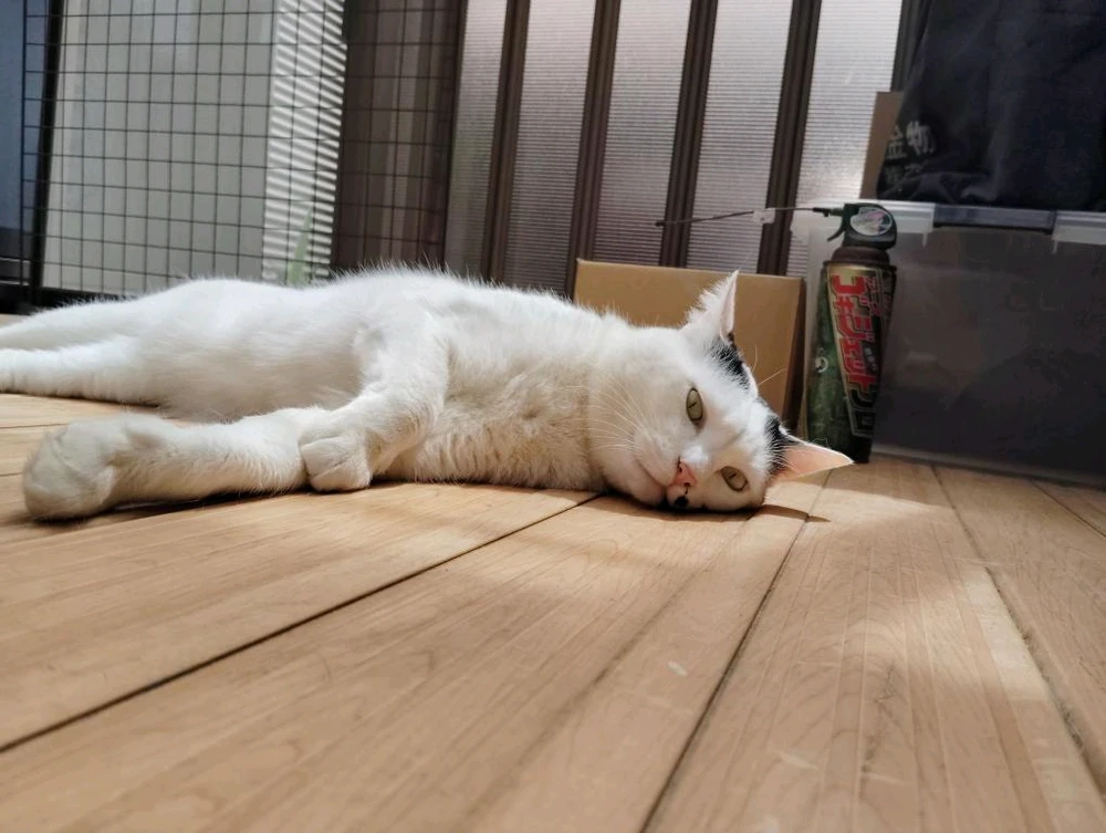 ゆうがアップロードしたGIF