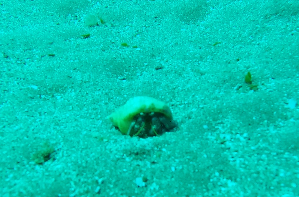 GIF hochgeladen von Mike