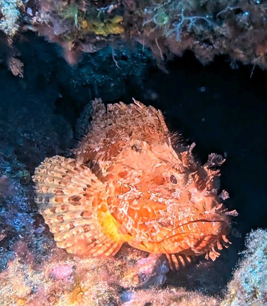 Una escòrpora vermella amagada en un forat