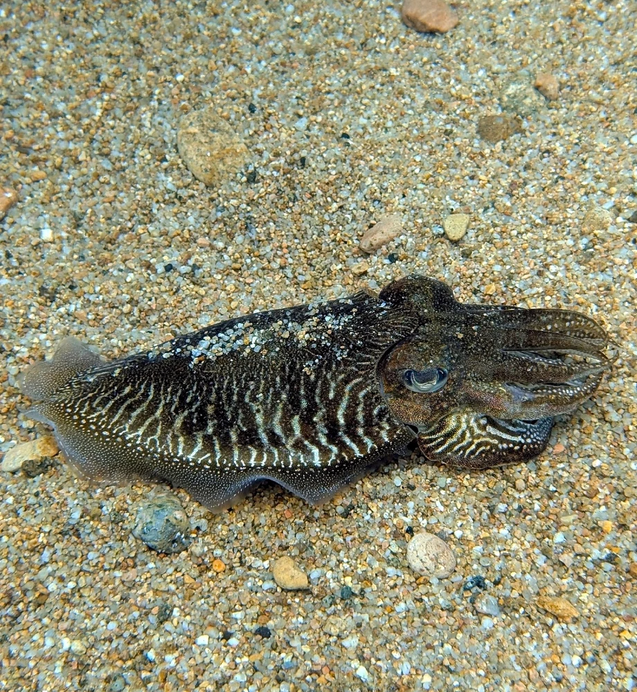 Una sèpia amagant-se en la sorra