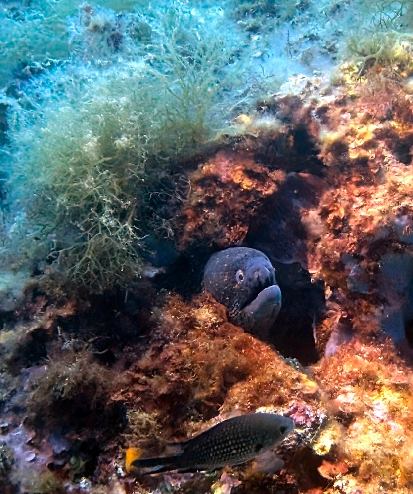 Una morena amagada en un forat, amb una castanyoleta al costat