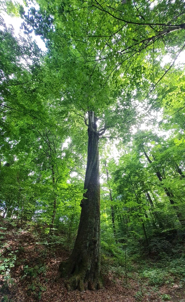 GIF hochgeladen von Peter