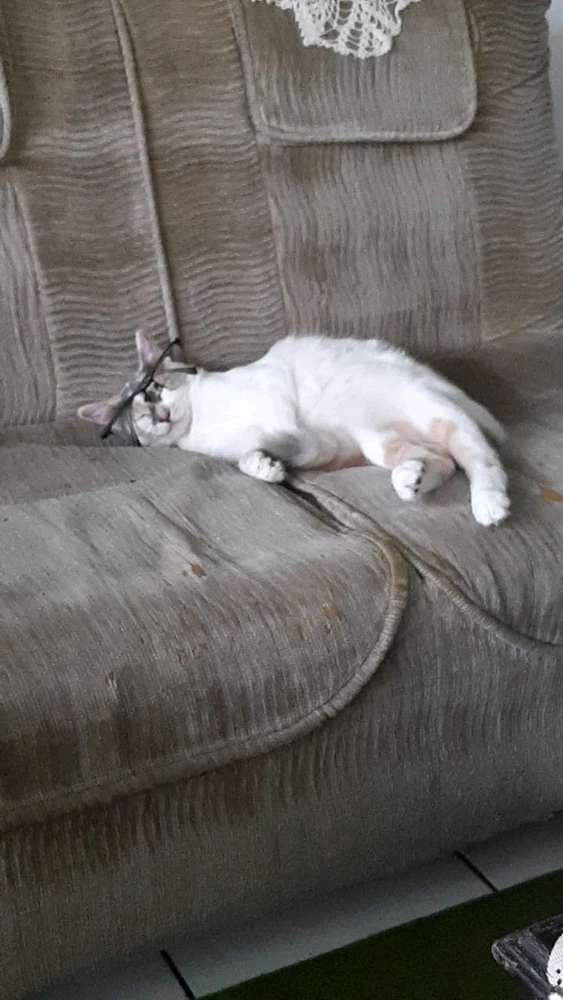 Frasethio (フラセティオ)がアップロードしたGIF