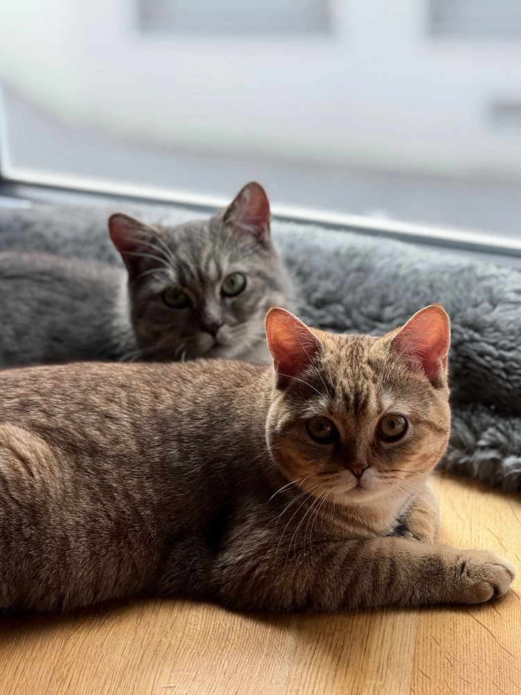 GIF hochgeladen von Liz