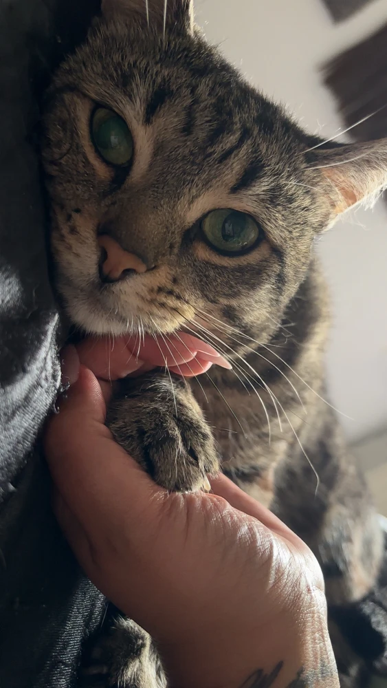 GIF hochgeladen von Angi