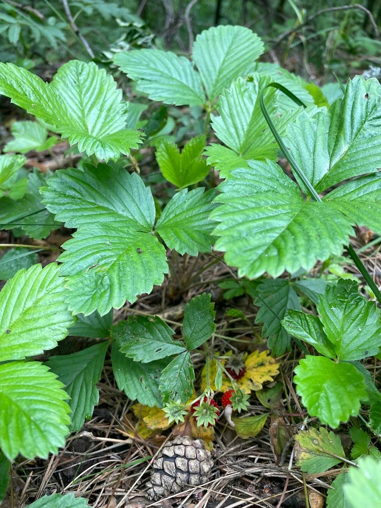 Фото загрузил Anatolii