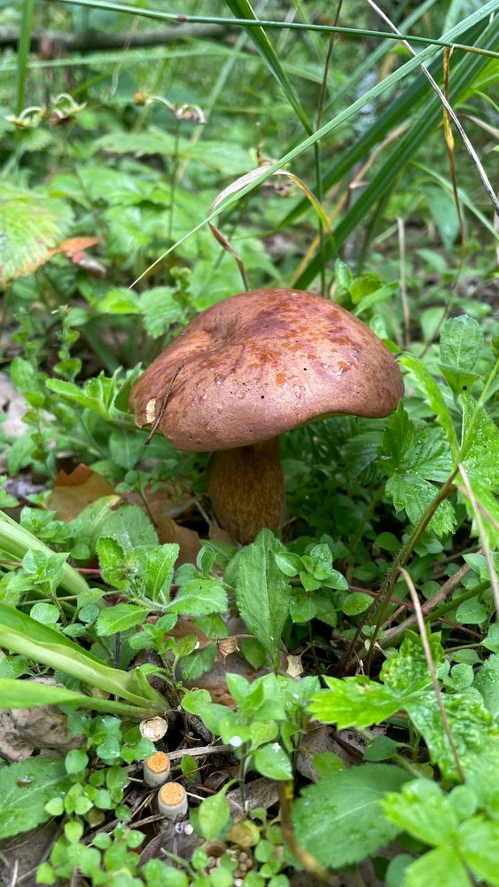 Фото загрузил Anatolii