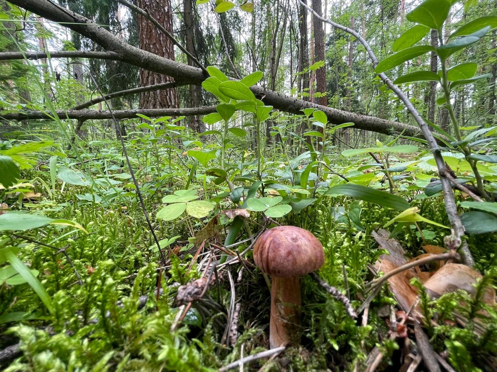 Фото загрузил Anatolii