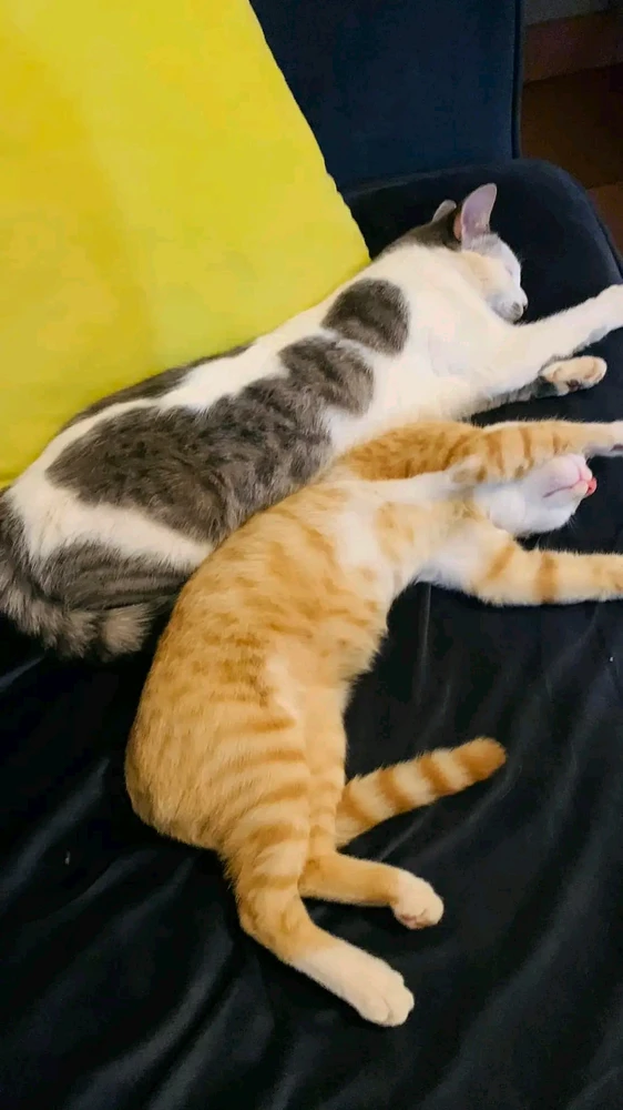 GIF uploaded by Carolina