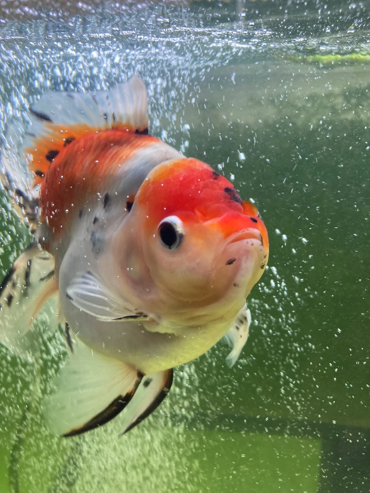 Zdjęcie dodane przez Patrycja