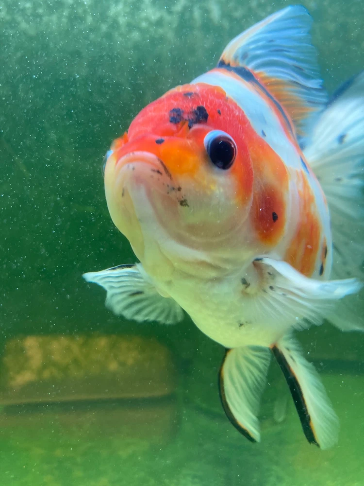 Zdjęcie dodane przez Patrycja