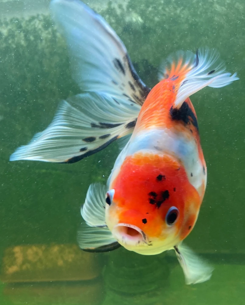 Zdjęcie dodane przez Patrycja