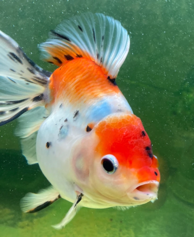 Zdjęcie dodane przez Patrycja