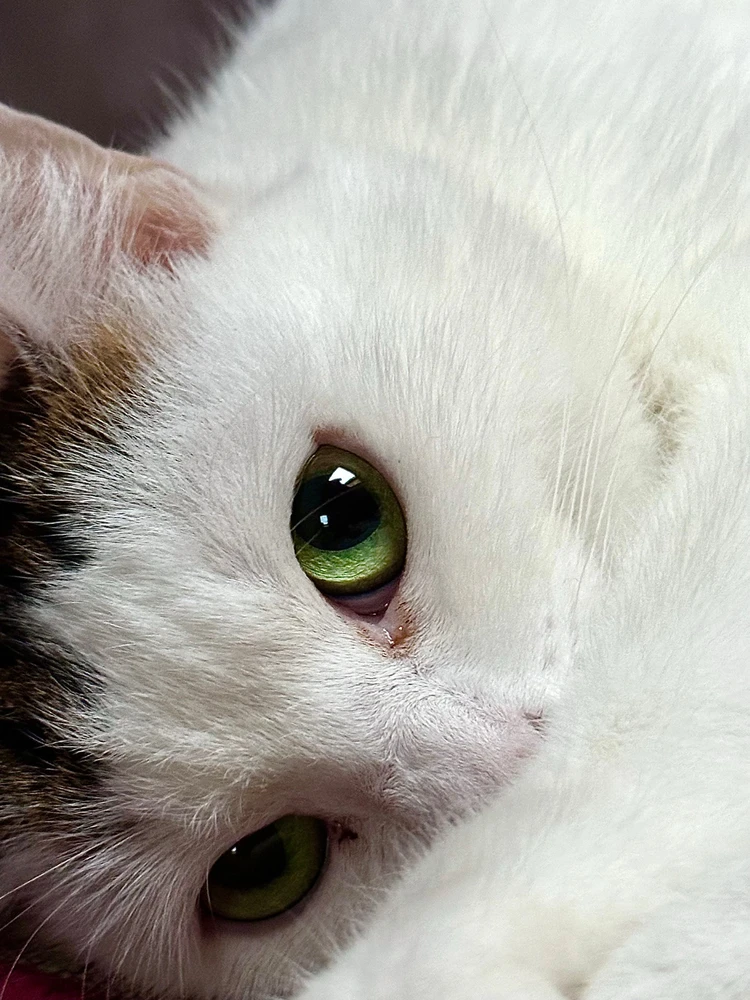 Mátyás által feltöltött GIF