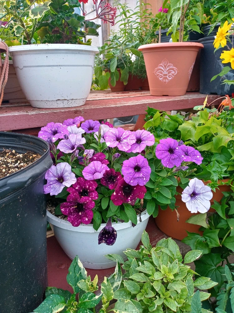 Image uploaded by Brooke