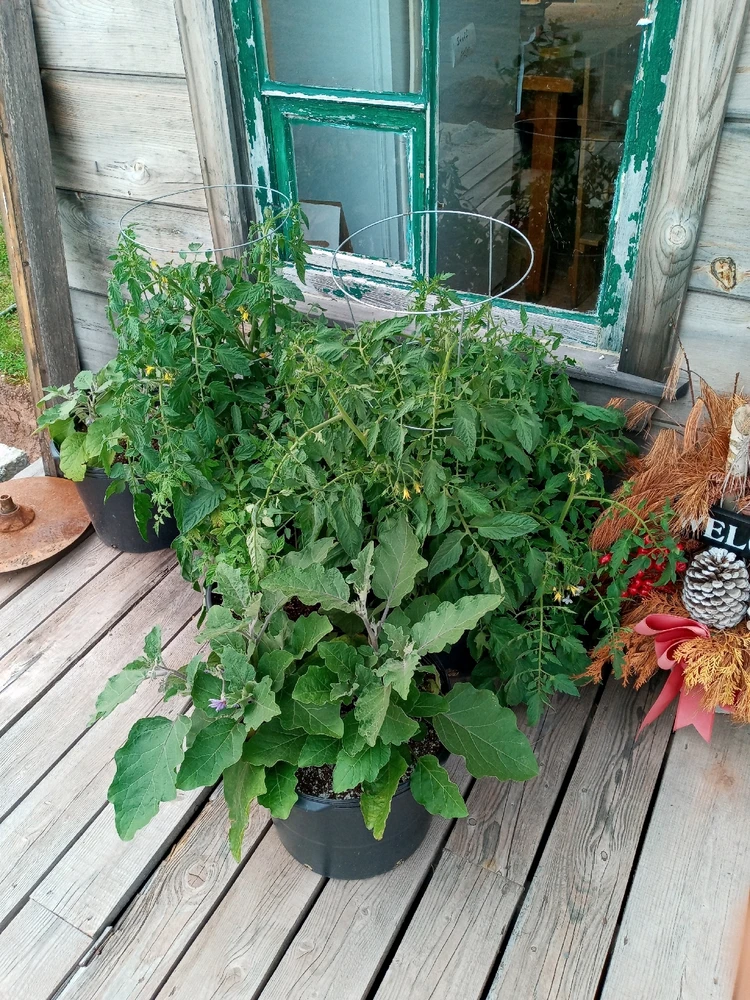 Image uploaded by Brooke