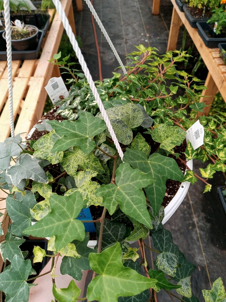 Image uploaded by Brooke