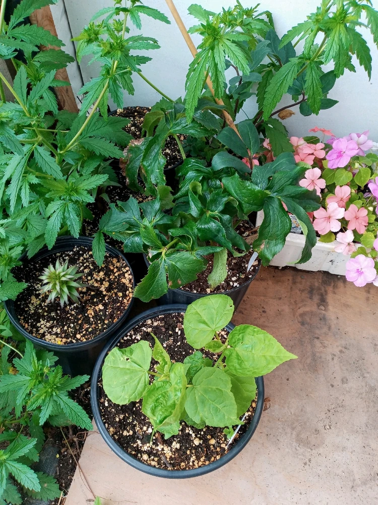 Image uploaded by Brooke