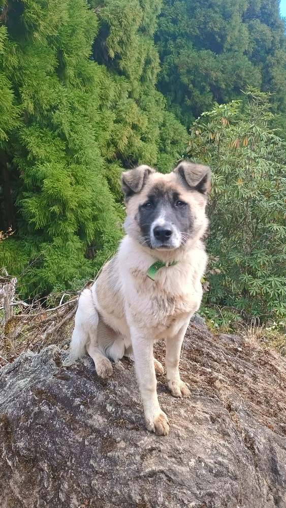 GIF uploaded by Ujjwal Kar