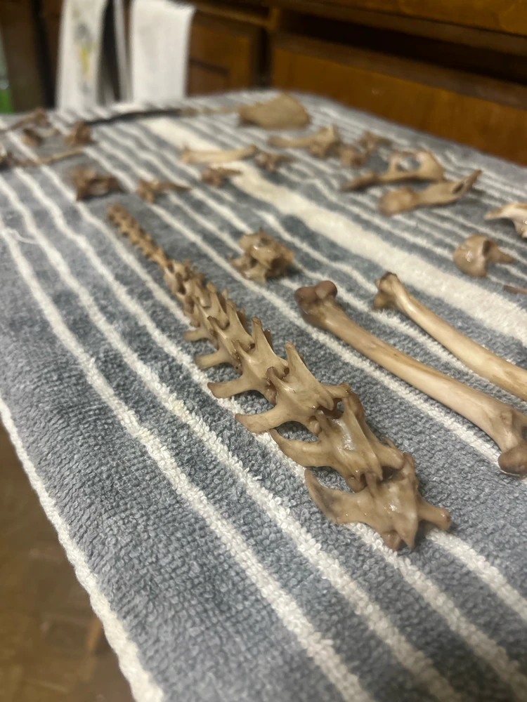 My newest cat bone collection