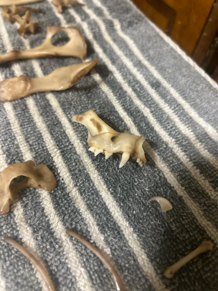 My newest cat bone collection