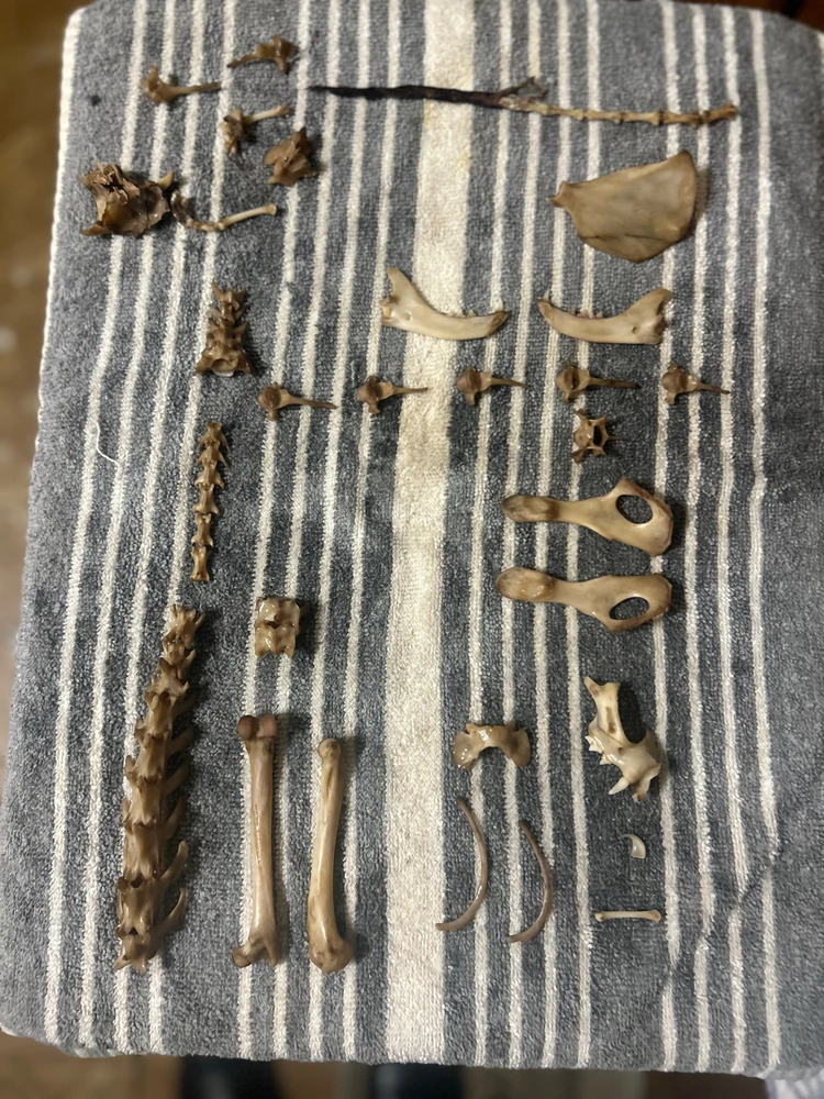 My newest cat bone collection