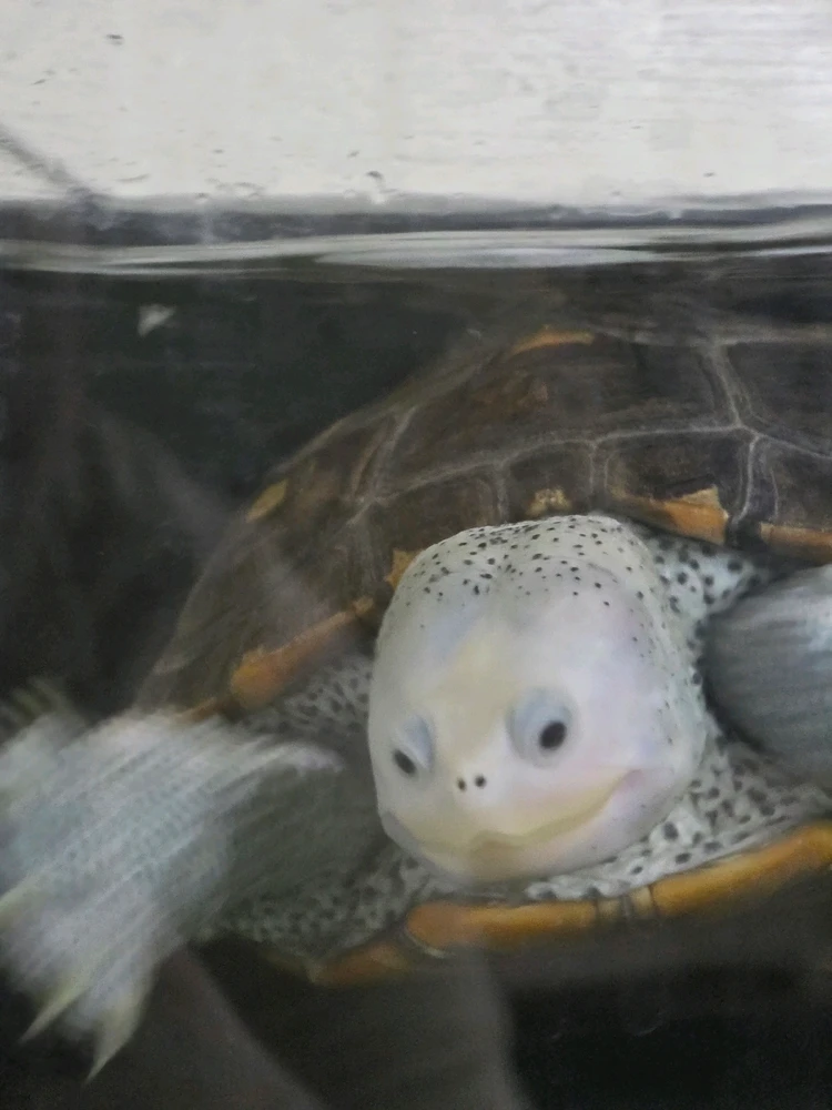 푸르릉님이 올린 GIF