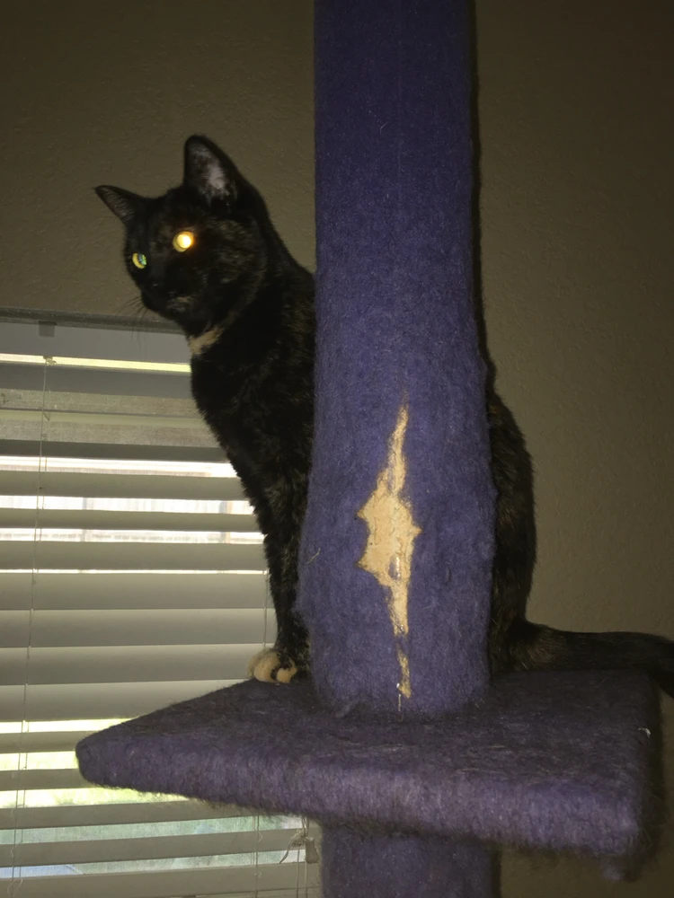 GIF uploaded by Kyle