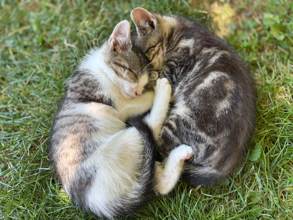 Patrik által feltöltött GIF