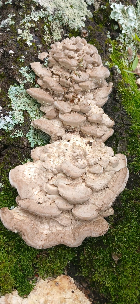 Image uploaded by Trinity thomason