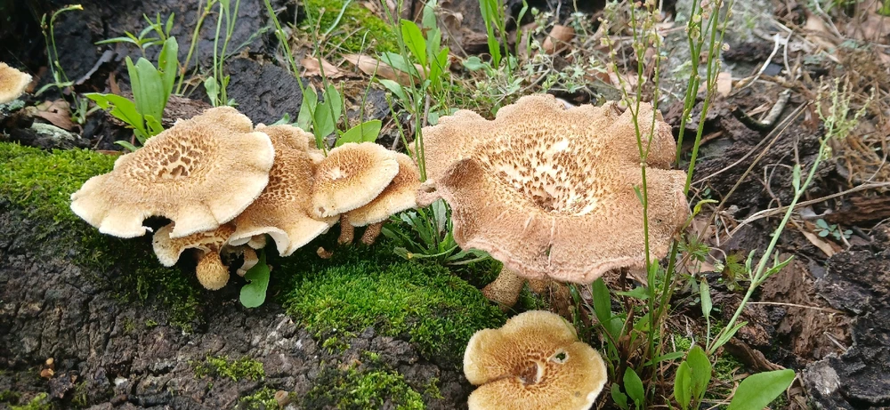 Image uploaded by Trinity thomason