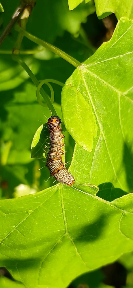 Image uploaded by Trinity thomason