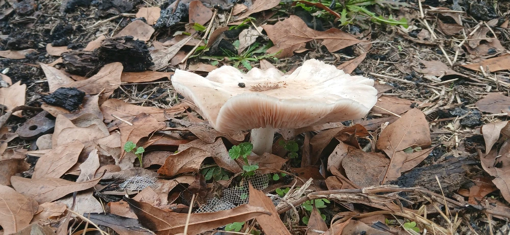 Image uploaded by Trinity thomason