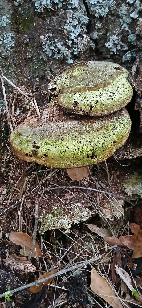 Image uploaded by Trinity thomason