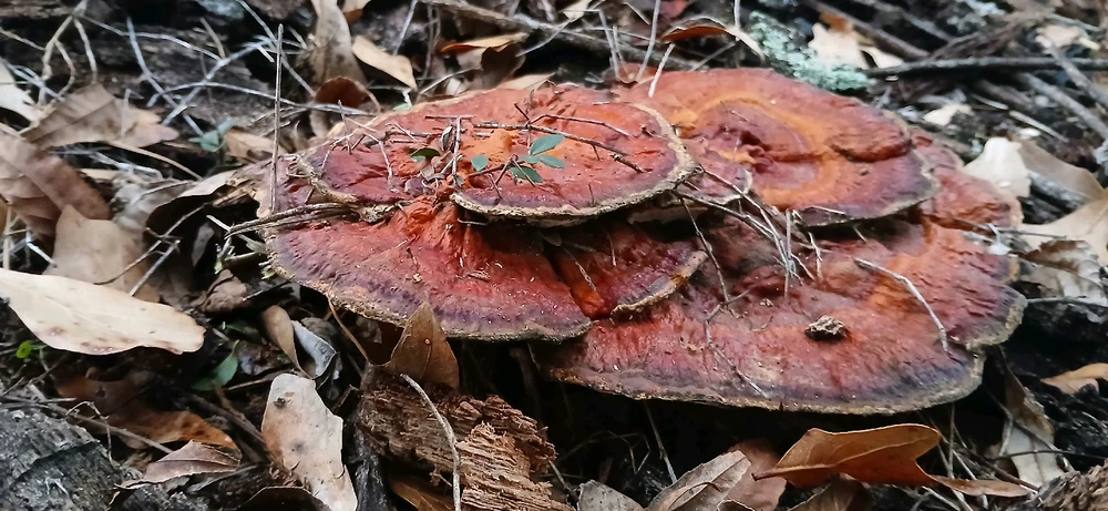 Image uploaded by Trinity thomason